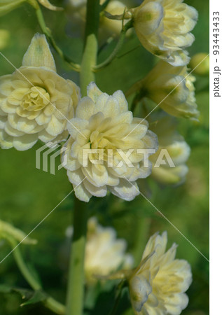 Bio garden with delphinium flowers plants. 93443433