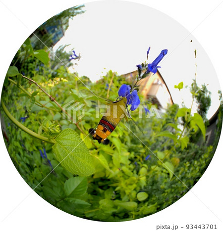 オオスカシバ・円周魚眼 93443701