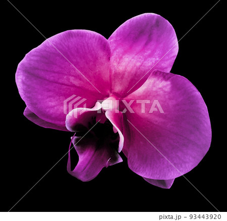 Watercolor purple flower on black isolated background with clipping path. For design. Closeup. Nature. Watercolor purple flower on black isolated background with clipping path. For design. Closeup. Nature. 93443920