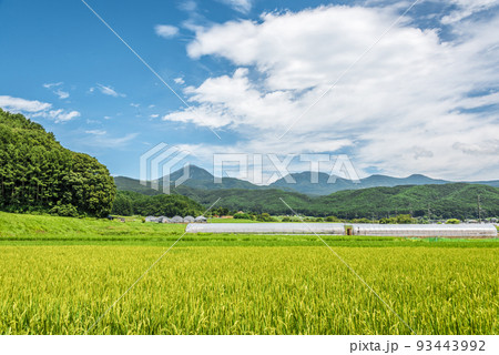 長野県　茅野市　北山　田園風景【8月】 93443992