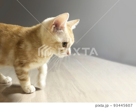 つぶらな瞳でで何かを見つめる子猫 つぶらな瞳でで何かを見つめる子猫 93445607