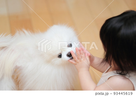 愛犬ポメラニアンと遊ぶ赤ちゃん 愛犬ポメラニアンと遊ぶ赤ちゃん 93445619