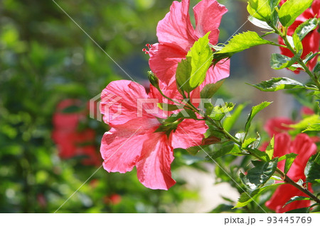 the Hibiscus flower with nature back ground the Hibiscus flower with nature back ground 93445769