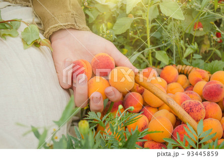 Hands holding apricots in the garden Hands holding apricots in the garden 93445859