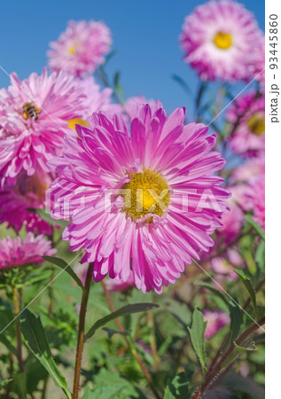 Large gentle pink aster on a green background Large gentle pink aster on a green background 93445860