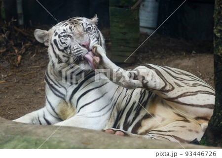 Close up white tiger is sit down and rest on floor Close up white tiger is sit down and rest on floor 93446726