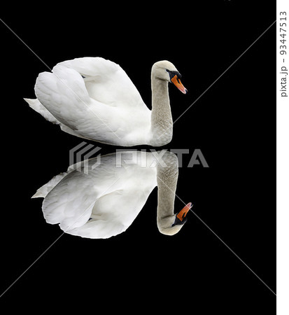 A white swan with a reflection on a black background Wild bird. Isolate A white swan with a reflection on a black background Wild bird. Isolate 93447513