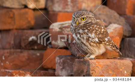 Little owl sitting on a old brick of a ruin with copy space Little owl sitting on a old brick of a ruin with copy space 93448184