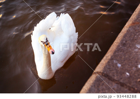 White swan in the water White swan in the water 93448288