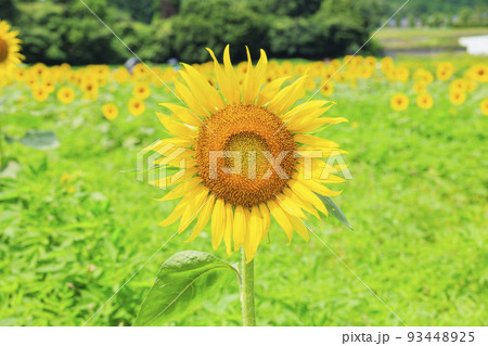 ひまわり満開のとことめの里 ひまわり満開のとことめの里 93448925
