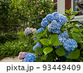 Large-leaved hydrangea fluttering in the wind 93449409