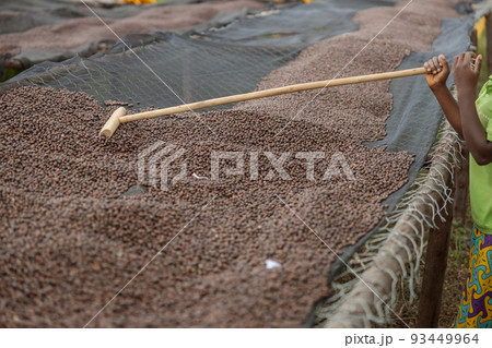 Worker stirring coffee beans during their drying 93449964