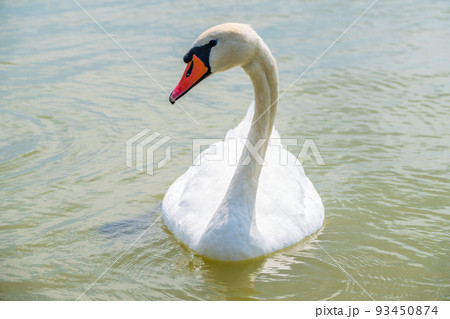 Graceful white Swan swimming in the lake, swans in the wild. Portrait of a white swan swimming on a lake. 93450874