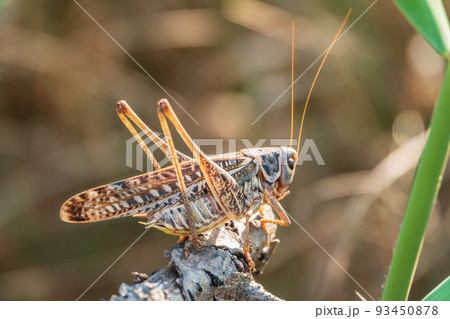 A large brown locust, Locusta migratoria, with a pattern on its body sits on branch among green vegetation in a summer garden. 93450878