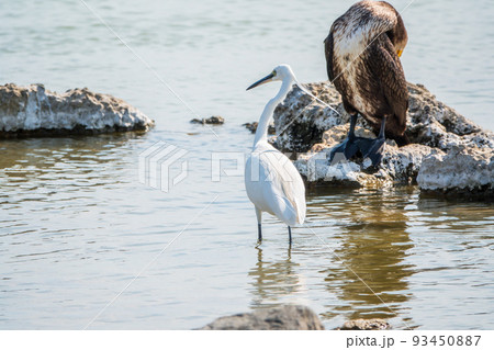 Small white heron, or Little egret, Egretta garzetta, and Great cormorant, Phalacrocorax carbo, sitting on a cliff and looking for fish in shallow water 93450887