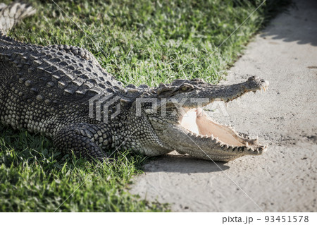 Close-up a crocodile is open its mouth and resting on land at farm, scary image tone. Close-up a crocodile is open its mouth and resting on land at farm, scary image tone. 93451578