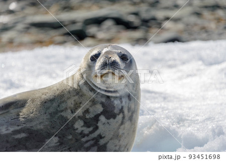 Crabeater seal on beach with snow in Antarctica Crabeater seal on beach with snow in Antarctica 93451698