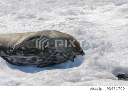 Crabeater seal on beach with snow in Antarctica 93451700
