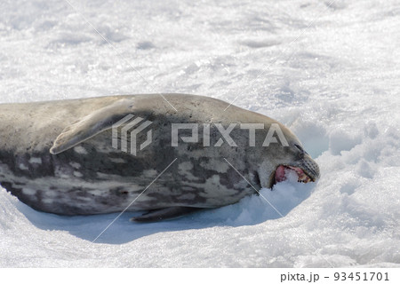 Crabeater seal on beach with snow in Antarctica 93451701