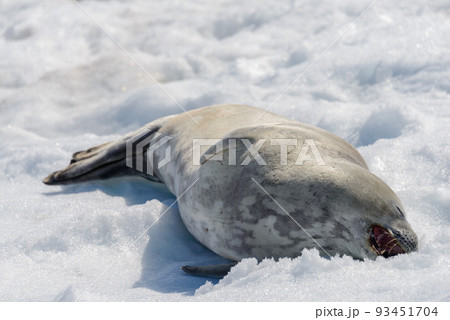 Crabeater seal on beach with snow in Antarctica 93451704