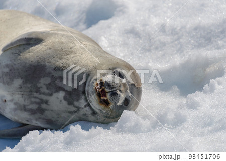 Crabeater seal on beach with snow in Antarctica 93451706
