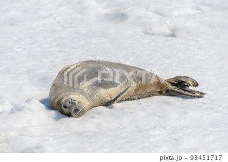 Crabeater seal on beach with snow in Antarctica Crabeater seal on beach with snow in Antarctica 93451717