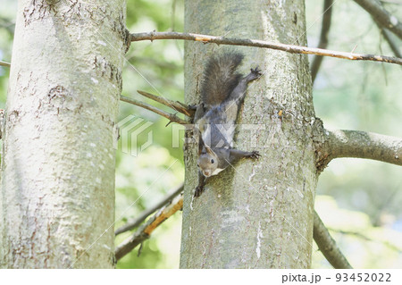 木に登り周りを警戒する春の朝のエゾリス 木に登り周りを警戒する春の朝のエゾリス 93452022