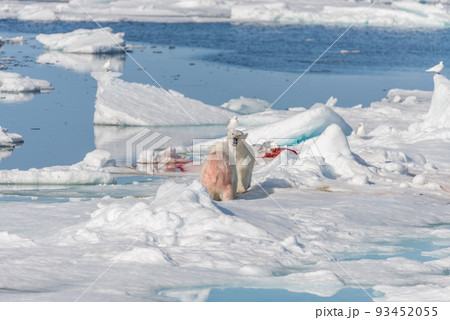 Polar bear on the pack ice north of Spitsbergen Polar bear on the pack ice north of Spitsbergen 93452055