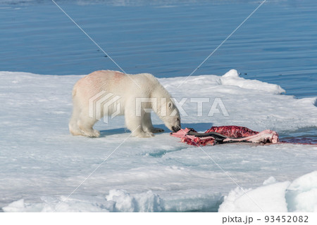 Polar bear on the pack ice north of Spitsbergen 93452082