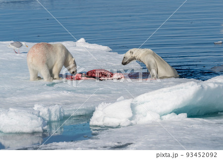 Polar bear on the pack ice north of Spitsbergen 93452092