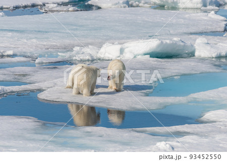 Two young wild polar bear cubs playing on pack ice in Arctic sea, north of Svalbard 93452550