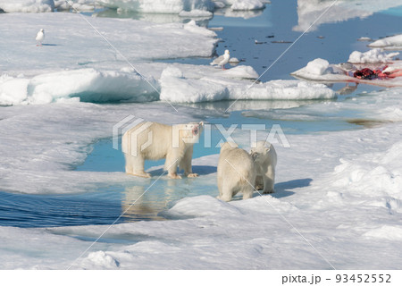 Two young wild polar bear cubs playing on pack ice in Arctic sea, north of Svalbard 93452552