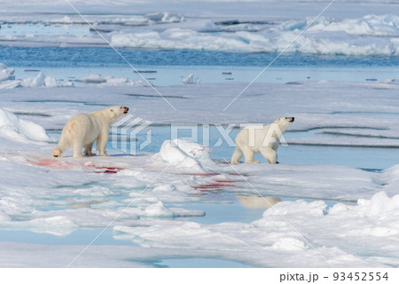 Two young wild polar bear cubs playing on pack ice in Arctic sea, north of Svalbard Two young wild polar bear cubs playing on pack ice in Arctic sea, north of Svalbard 93452554