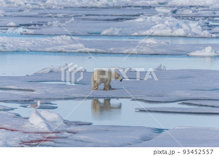 Two young wild polar bear cubs playing on pack ice in Arctic sea, north of Svalbard Two young wild polar bear cubs playing on pack ice in Arctic sea, north of Svalbard 93452557