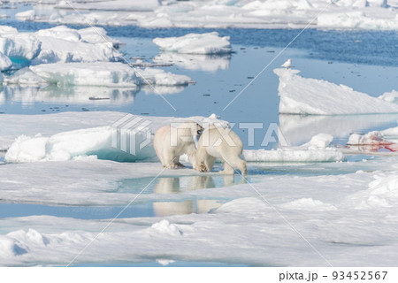 Two young wild polar bear cubs playing on pack ice in Arctic sea, north of Svalbard 93452567
