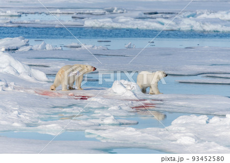 Two young wild polar bear cubs playing on pack ice in Arctic sea, north of Svalbard 93452580