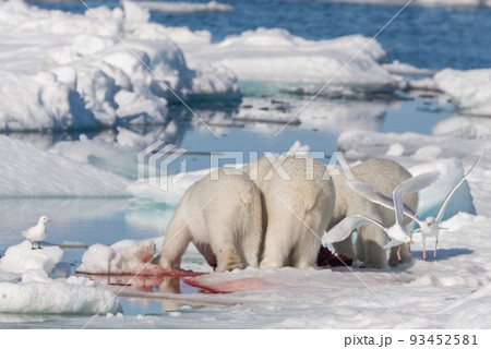 Two young wild polar bear cubs playing on pack ice in Arctic sea, north of Svalbard Two young wild polar bear cubs playing on pack ice in Arctic sea, north of Svalbard 93452581