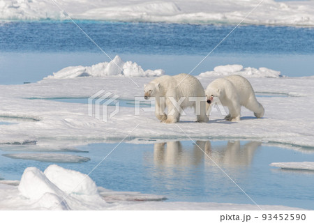 Two young wild polar bear cubs playing on pack ice in Arctic sea, north of Svalbard 93452590