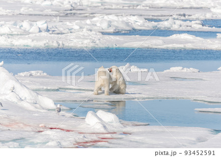 Two young wild polar bear cubs playing on pack ice in Arctic sea, north of Svalbard 93452591