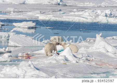 Two young wild polar bear cubs playing on pack ice in Arctic sea, north of Svalbard 93452597