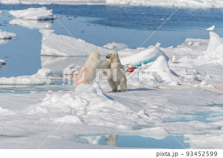 Two young wild polar bear cubs playing on pack ice in Arctic sea, north of Svalbard Two young wild polar bear cubs playing on pack ice in Arctic sea, north of Svalbard 93452599