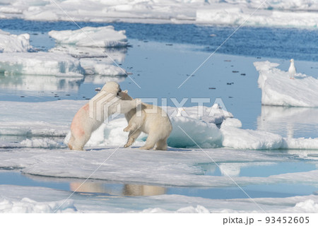 Two young wild polar bear cubs playing on pack ice in Arctic sea, north of Svalbard Two young wild polar bear cubs playing on pack ice in Arctic sea, north of Svalbard 93452605