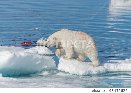 Two young wild polar bear cubs playing on pack ice in Arctic sea, north of Svalbard Two young wild polar bear cubs playing on pack ice in Arctic sea, north of Svalbard 93452625