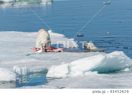 Two young wild polar bear cubs playing on pack ice in Arctic sea, north of Svalbard Two young wild polar bear cubs playing on pack ice in Arctic sea, north of Svalbard 93452629