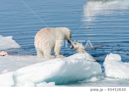 Two young wild polar bear cubs playing on pack ice in Arctic sea, north of Svalbard 93452630