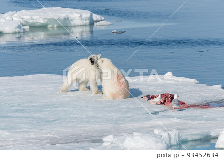 Two young wild polar bear cubs playing on pack ice in Arctic sea, north of Svalbard Two young wild polar bear cubs playing on pack ice in Arctic sea, north of Svalbard 93452634