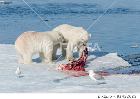 Two young wild polar bear cubs playing on pack ice in Arctic sea, north of Svalbard Two young wild polar bear cubs playing on pack ice in Arctic sea, north of Svalbard 93452635