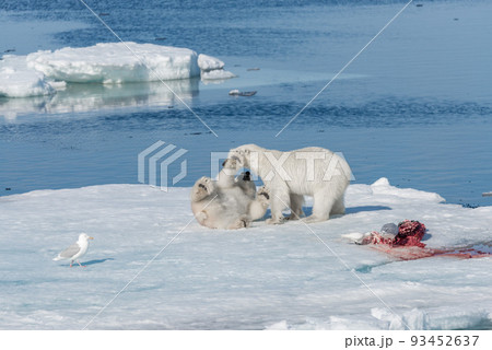 Two young wild polar bear cubs playing on pack ice in Arctic sea, north of Svalbard 93452637