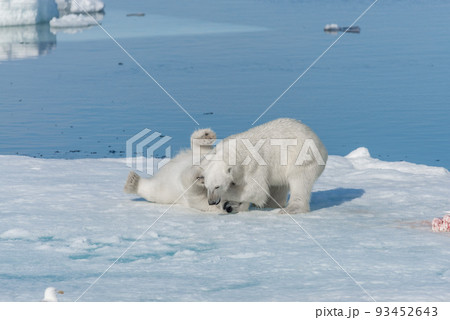 Two young wild polar bear cubs playing on pack ice in Arctic sea, north of Svalbard Two young wild polar bear cubs playing on pack ice in Arctic sea, north of Svalbard 93452643