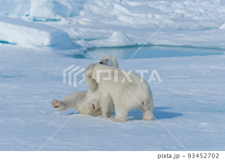 Two young wild polar bear cubs playing on pack ice in Arctic sea, north of Svalbard 93452702